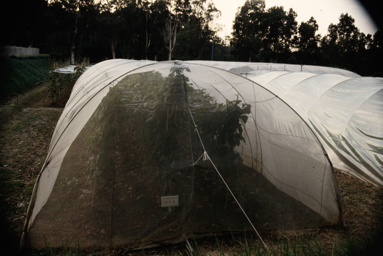 Bean plants in experimental polytunnels, at the nursery in Shing Mun country park