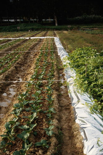 Plastic covering/mulch used to deter aphids, at the nursery in Shing Mun country park