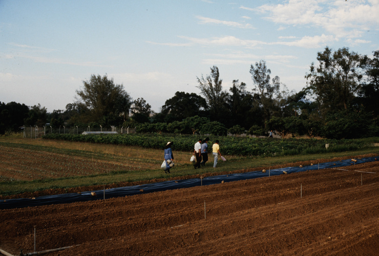Staff walk alongside experimental bedding plots at the nursery in Shing Mun country park