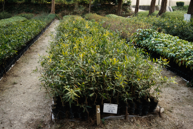 Acacia plants bred at the nursery in Shing Mun country park