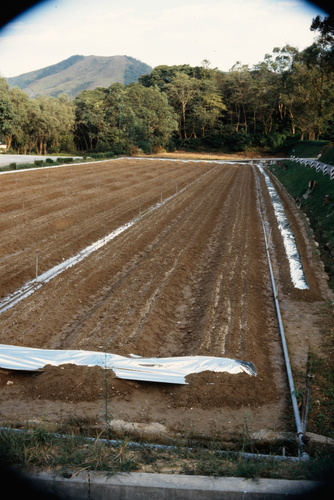 View of bedding plots at the nursery in Shing Mun country park