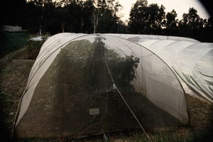 Bean plants in experimental polytunnels, at the nursery in Shing Mun country park