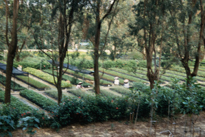 General view of the nursery at Shing Mun country park