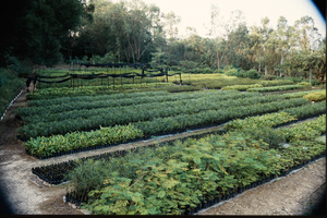 Bedding area at the nursery in Shing Mun country park